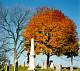 cemetery tree2.jpg